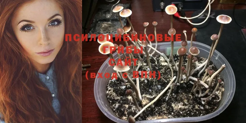 Псилоцибиновые грибы Psilocybine cubensis  ОМГ ОМГ ссылка  Кулебаки  сколько стоит 